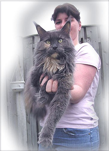 Mountaineer's Shakira Magic Star - maine-coon
