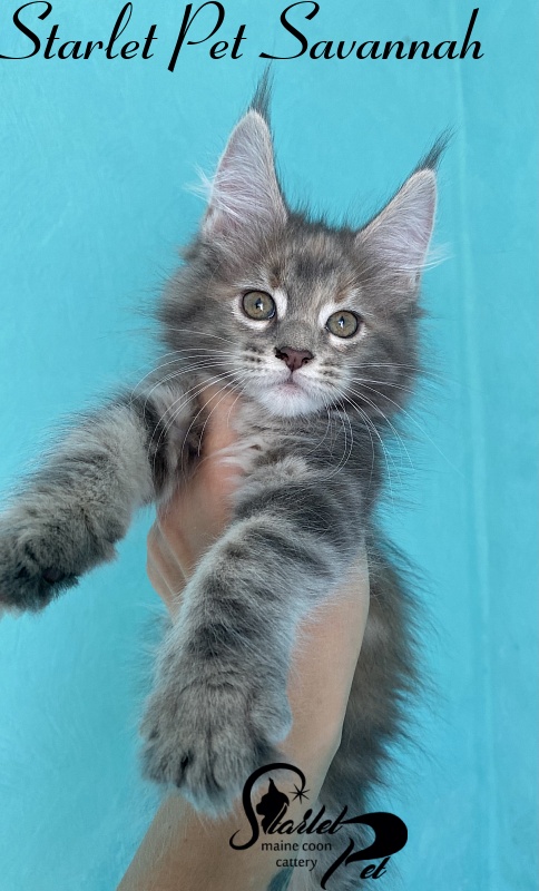 Starlet Pet Savannah - maine-coon