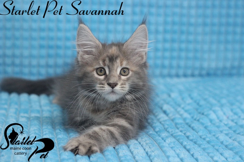 Starlet Pet Savannah - maine-coon