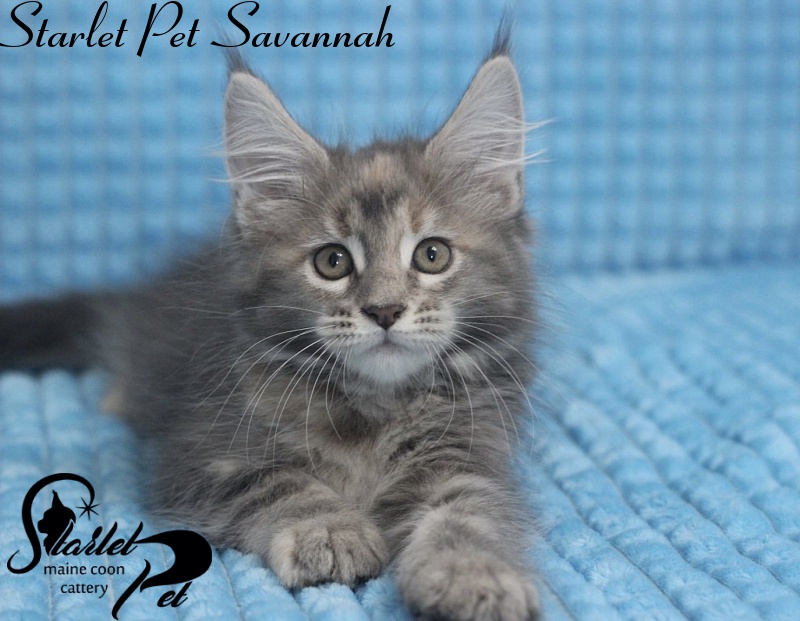 Starlet Pet Savannah - maine-coon
