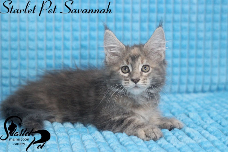 Starlet Pet Savannah - maine-coon