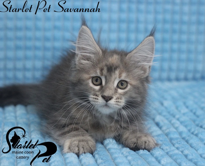 Starlet Pet Savannah - maine-coon
