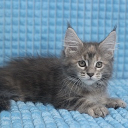 Starlet Pet Savannah