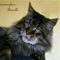 Summerplace Amarillo