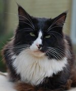 Mountaineer's White Sox