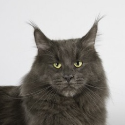 Freeclimber Monte Christo