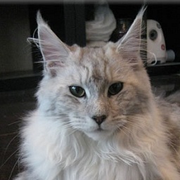 Alwaro Princess of Sun