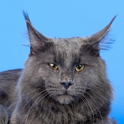 Prince Wiliam Kingcoon