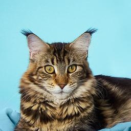 Xanthippe zur Waldemaine