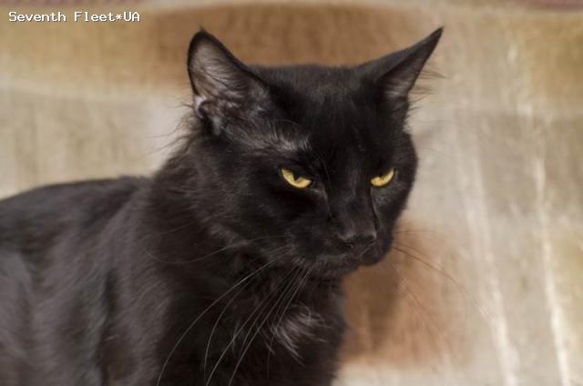 Guinness Seventh Fleet - maine-coon