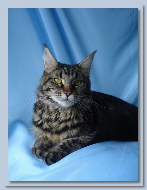 Brungilda Black Island - Kitten maine-coon 1 month 1 week