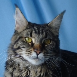 Brungilda Black Island