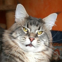 Bajuncat's Anton from Alescoon