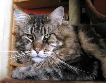 Omkara Crazy Horse - maine-coon
