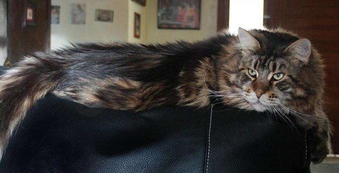Omkara Crazy Horse - Adult maine-coon 6 years 1 week