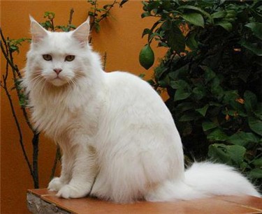 Guldfakse Winnebago de Omkara - Взрослый мейн-кун 6 лет 1 месяц 3 недели