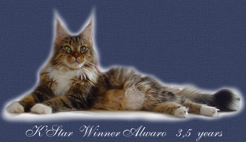 K'Star Winner Alwaro - maine-coon