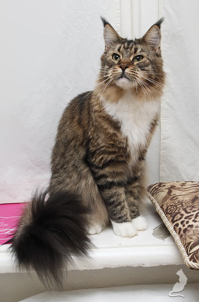 Lioncoon Tayga - maine-coon