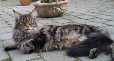 Love Hulen's True Love in the X-file - мейн-кун