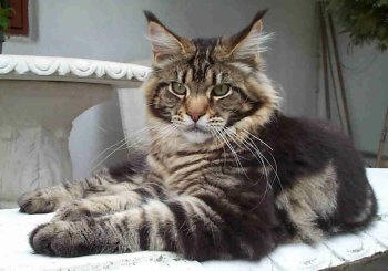 Love Hulen's Scoop - maine-coon