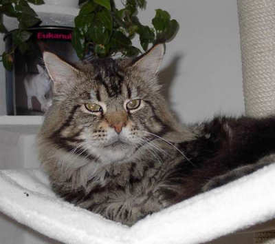 Love Hulen's Scoop - maine-coon