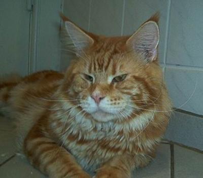 Honey Hill's Paprika - maine-coon