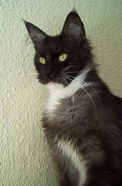 Highfidelity Spooky Secret - maine-coon
