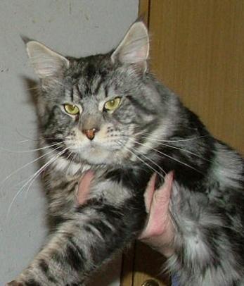 Going Light Bodyguard - maine-coon