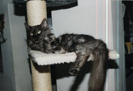 Love Hulen's Mixture - maine-coon