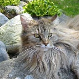 Love Hulen's Reliance