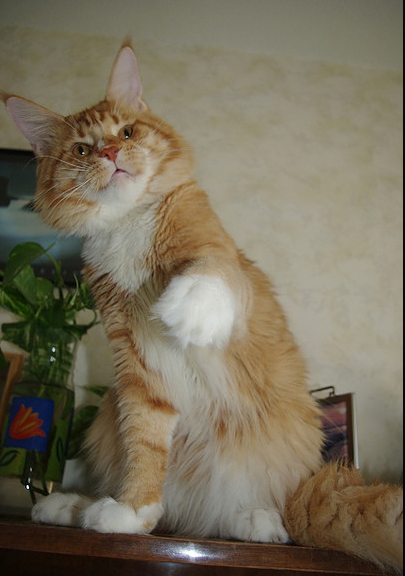 Angelic Eye Krasnyi Dar - maine-coon