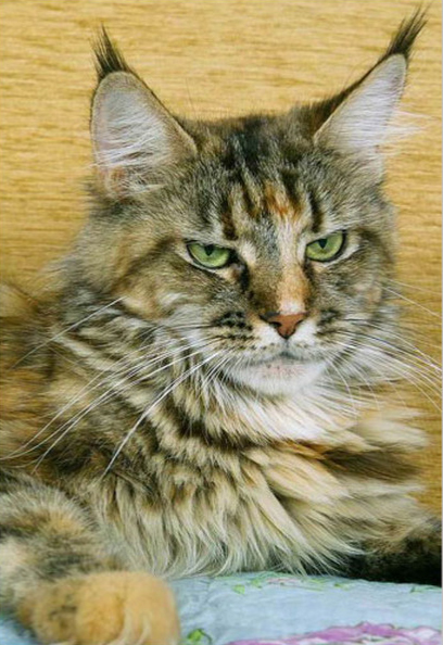 Michel Clean Joy - maine-coon
