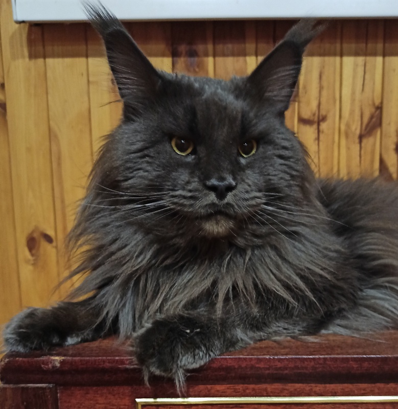 Ferdinand Blue World Maslova Coon - Adult maine-coon 6 years 9 months 1.5 week