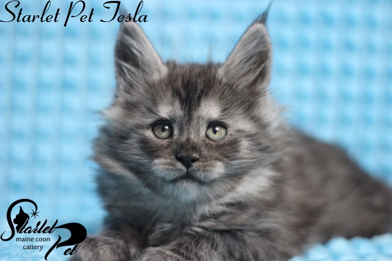 Starlet Pet Tesla - maine-coon