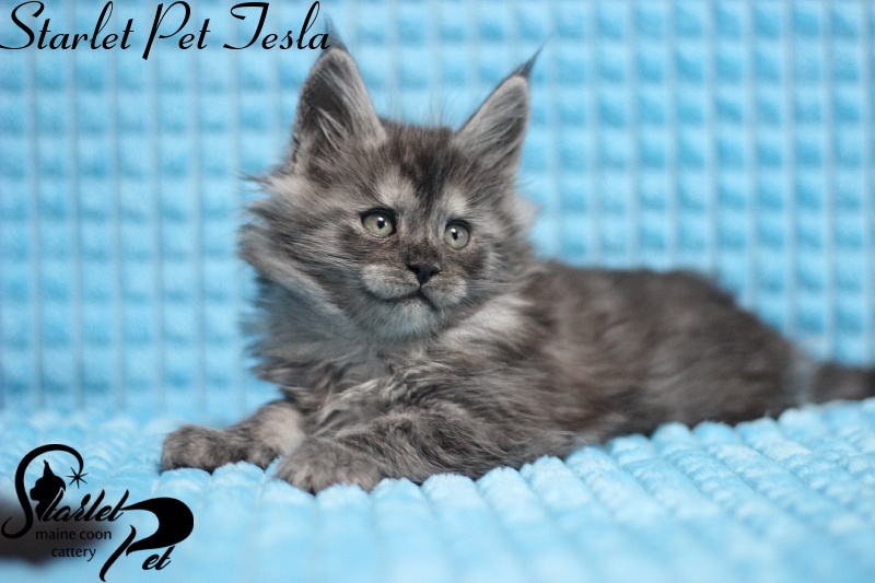 Starlet Pet Tesla - maine-coon