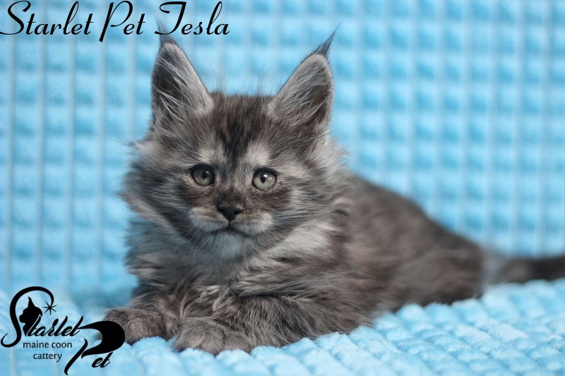 Starlet Pet Tesla - maine-coon
