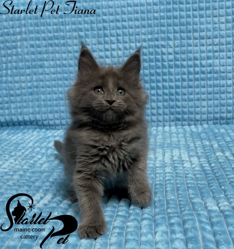 Starlet Pet Tiana - Kitten maine-coon 1 month 2.5 weeks