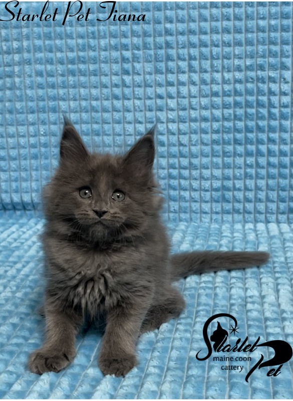 Starlet Pet Tiana - Kitten maine-coon 1 month 2.5 weeks