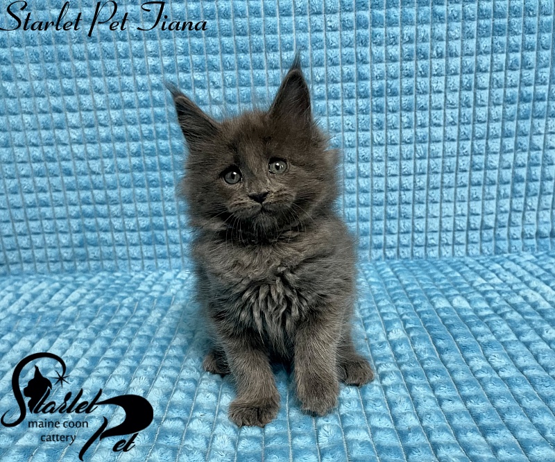Starlet Pet Tiana - maine-coon