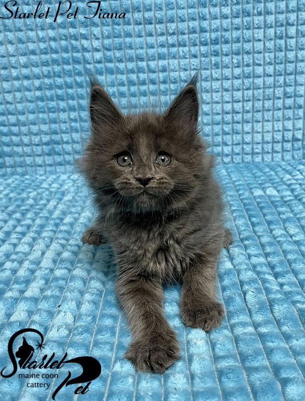 Starlet Pet Tiana - maine-coon