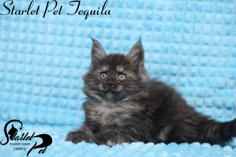 Starlet Pet Tequila - maine-coon