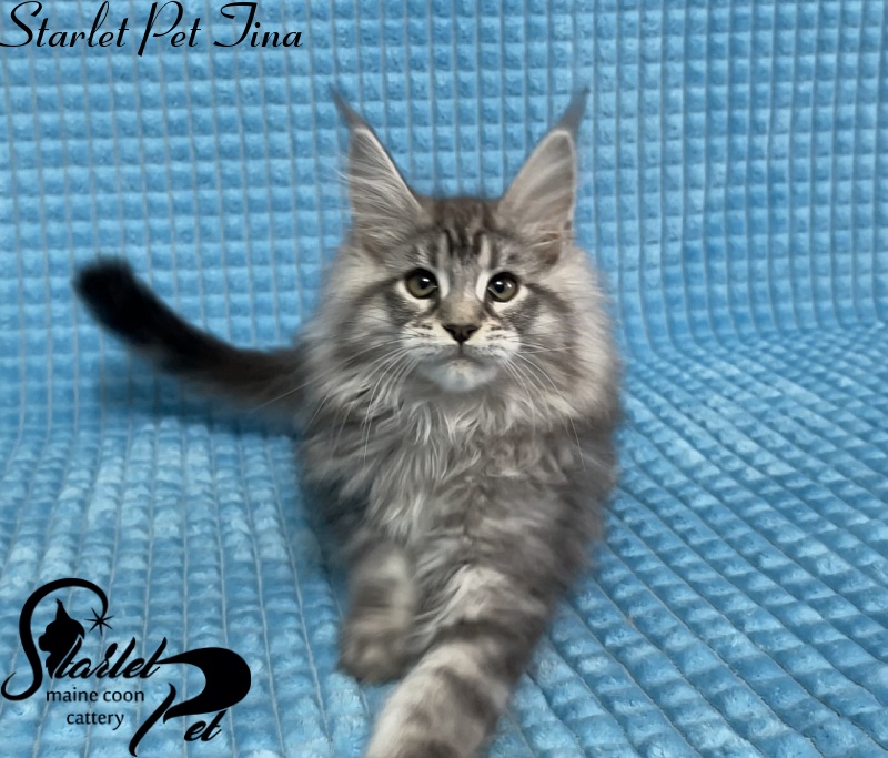 Starlet Pet Tina - Kitten maine-coon 2 months 3 weeks