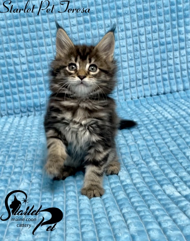 Starlet Pet Teresa - Kitten maine-coon 1 month 2.5 weeks