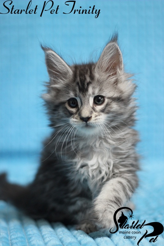 Starlet Pet Trinity - maine-coon