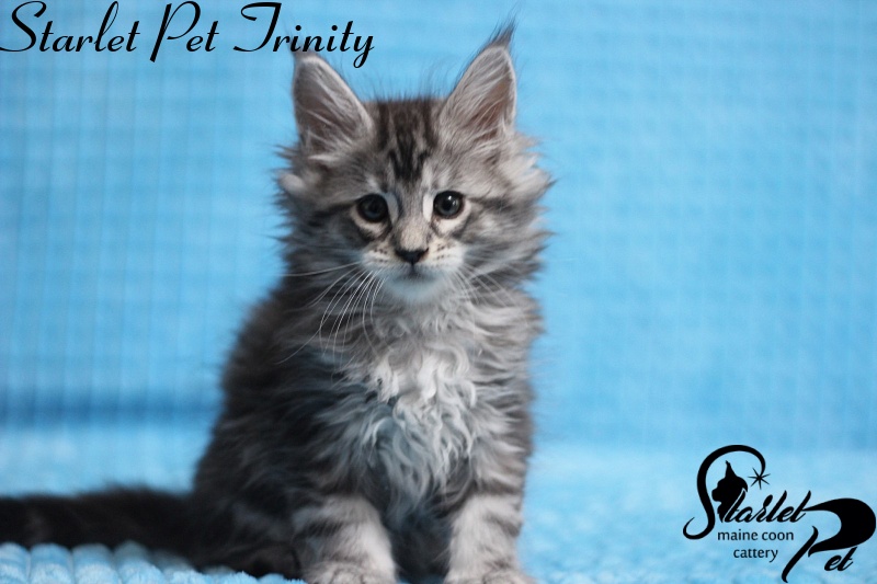Starlet Pet Trinity - maine-coon