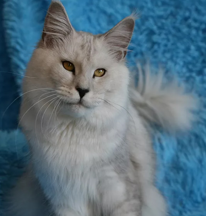 Alpha Hunter Ghost - maine-coon