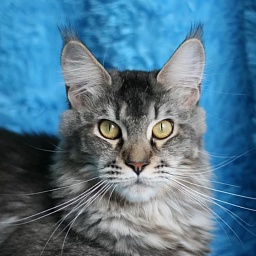 Savanna Nordirbiscat