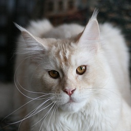 Alpha Hunter Caspian