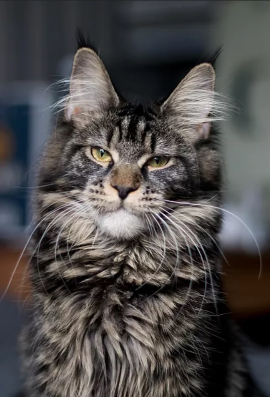 Harmony Just a Dream - мейн-кун