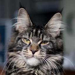 Harmony Just a Dream